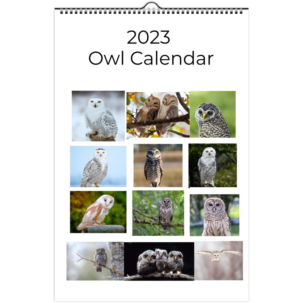 Wall calendars Owl (Save My Species) Blue Crab Books